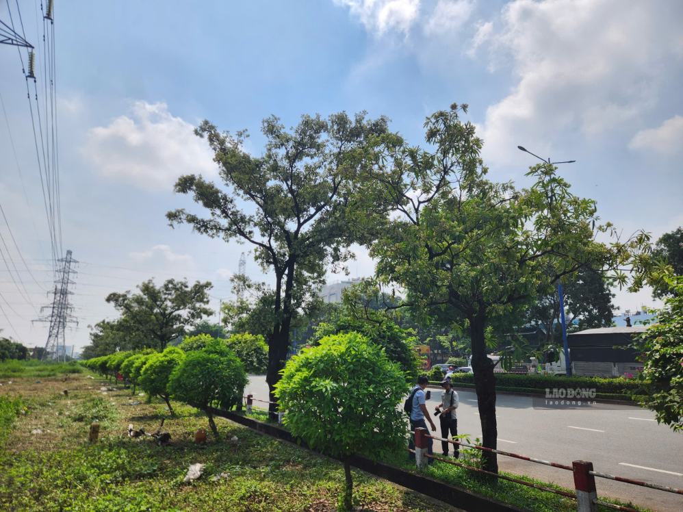 Những hàng hoa sữa lâu năm tại khu vực Trung tâm hành chính phường Dĩ An đồng loạt trổ hoa giữa tháng 10. Ảnh: Anh Tú