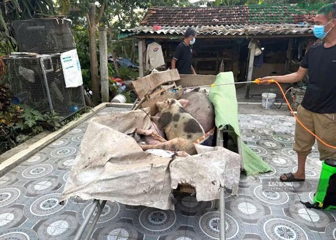 Nghệ An khẩn trương ứng phó dịch tả lợn châu Phi