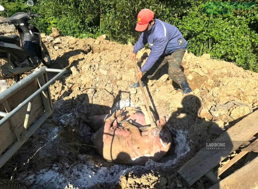 Lợn chết do dịch bệnh được đưa đến khu vực chôn lấp, tiêu hủy nhằm ngăn chặn nguy cơ lây lan. Ảnh: Duy Chương (chụp tháng 10.2026)