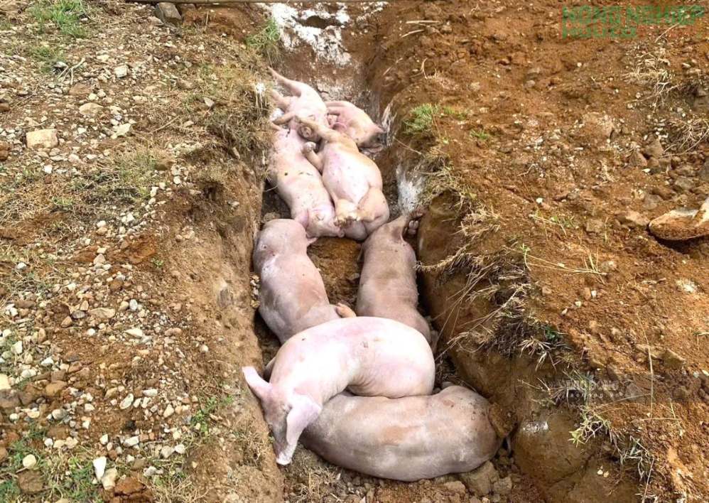 Công tác chôn lấp, tiêu hủy lợn chết được triển khai tại Nghệ An để phòng, chống dịch bệnh lây lan. Ảnh: Duy Chương (chụp tháng 10.2026)